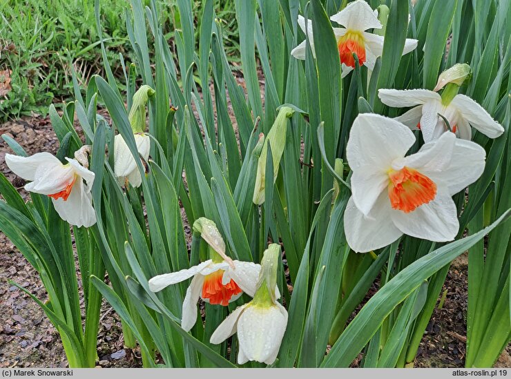 Narcissus Ringo