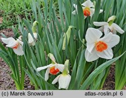 Narcissus Ringo