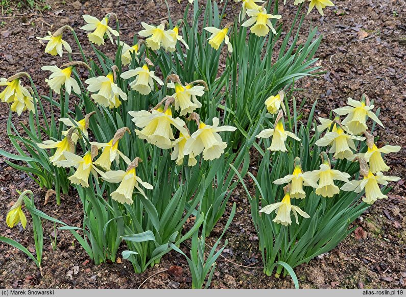 Narcissus W.P. Milner