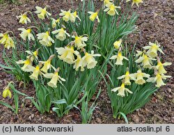 Narcissus W.P. Milner