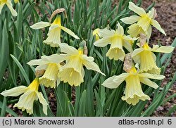 Narcissus W.P. Milner