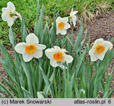 Narcissus Magic Maiden