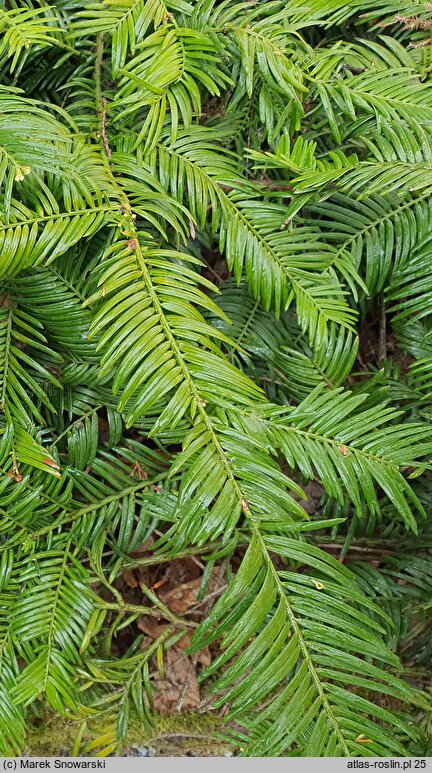 Cephalotaxus harringtonia Prostrata