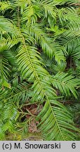 Cephalotaxus harringtonia Prostrata