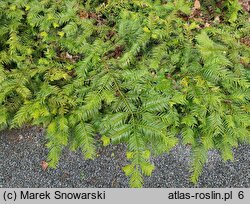 Cephalotaxus harringtonia Prostrata