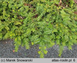 Cephalotaxus harringtonia Prostrata