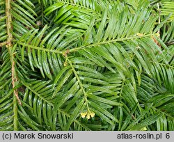 Cephalotaxus harringtonia Prostrata