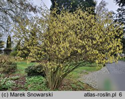 Corylopsis spicata (leszczynowiec kłosowy)