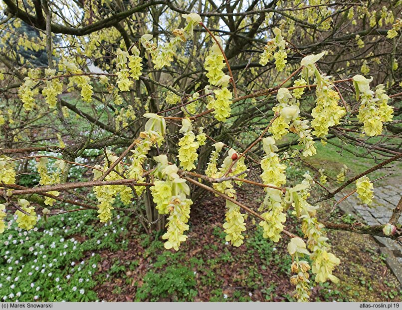 Corylopsis spicata (leszczynowiec kłosowy)