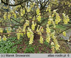 Corylopsis spicata (leszczynowiec kłosowy)