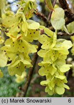 Corylopsis spicata (leszczynowiec kłosowy)