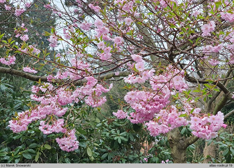 Prunus subhirtella Fukubana