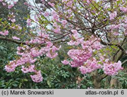 Prunus subhirtella Fukubana