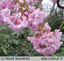 Prunus subhirtella Fukubana