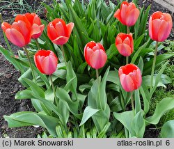 Tulipa Apricot Magick