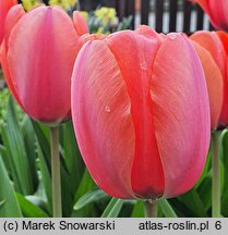 Tulipa Apricot Magick