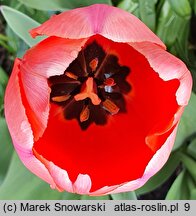 Tulipa Apricot Magick