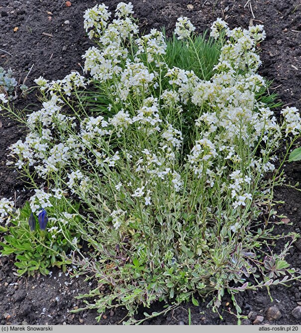 Arabis ferdinandi-coburgi Variegata