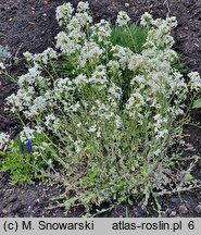 Arabis ferdinandi-coburgi Variegata