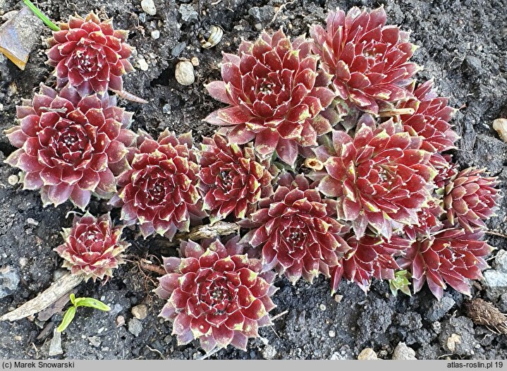 Sempervivum Red Papaver