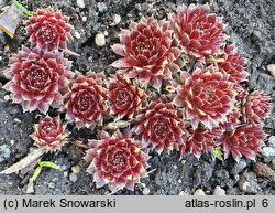 Sempervivum Red Papaver