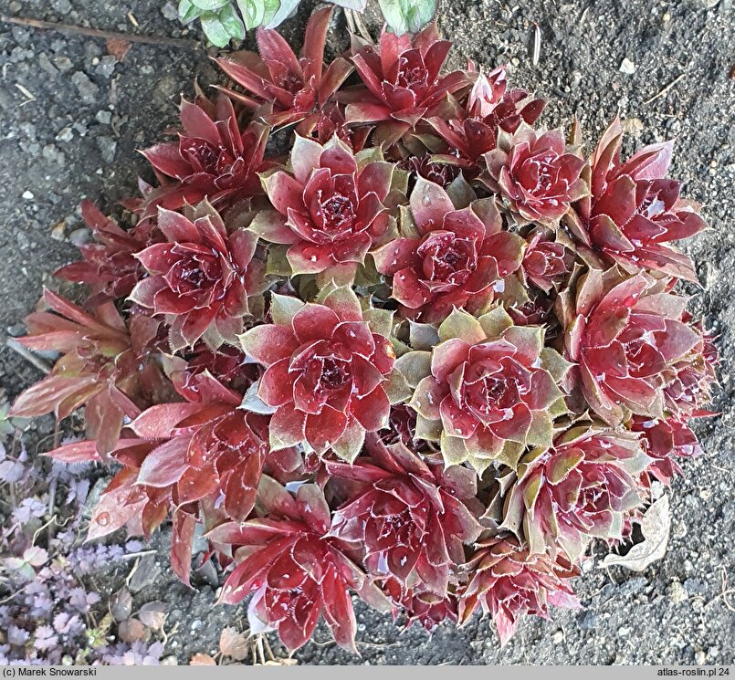 Sempervivum Rubin