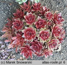 Sempervivum Rubin