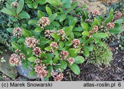 Skimmia japonica (skimmia japońska)