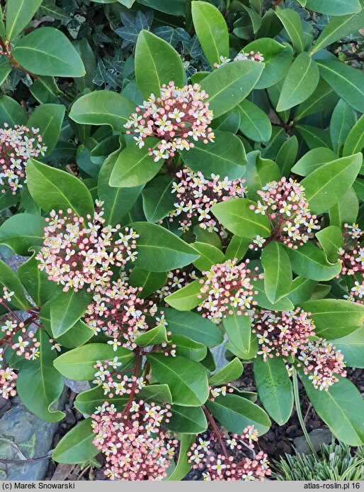 Skimmia japonica (skimmia japońska)