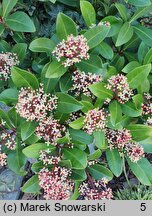 Skimmia japonica (skimmia japońska)