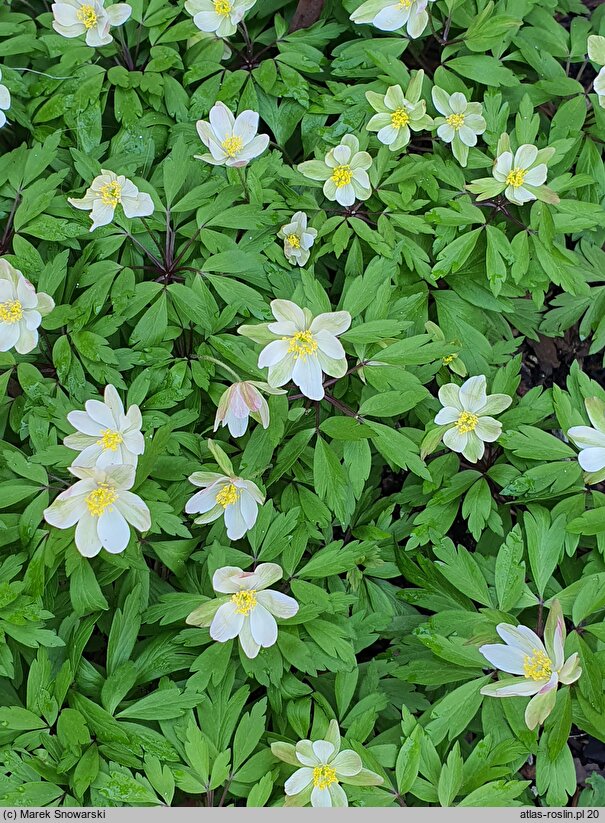 Anemonoides nemorosa Virescens