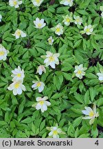 Anemone nemorosa Virescens