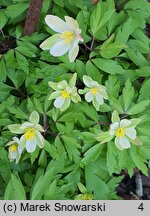 Anemone nemorosa Virescens