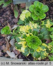Saxifraga ×urbium Variegata