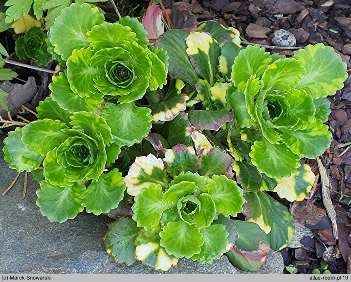 Saxifraga ×urbium Variegata