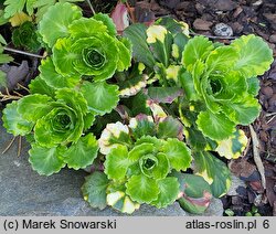 Saxifraga ×urbium Variegata