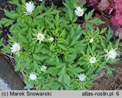Anemone nemorosa Multiplicity