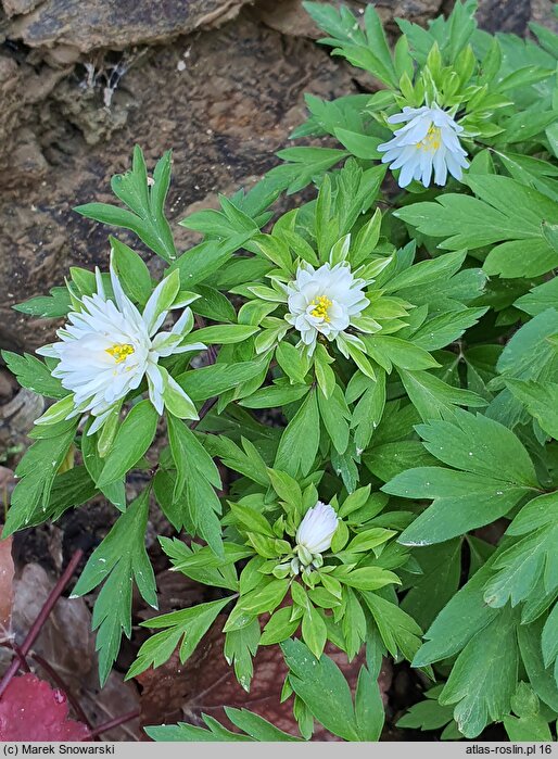Anemone nemorosa Multiplicity