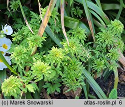 Anemone nemorosa Phyllodic Form