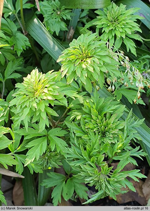 Anemone nemorosa Phyllodic Form