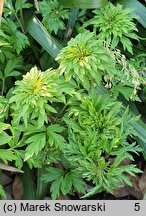 Anemone nemorosa Phyllodic Form