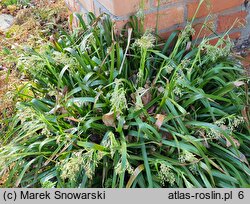Luzula sylvatica Sherwood