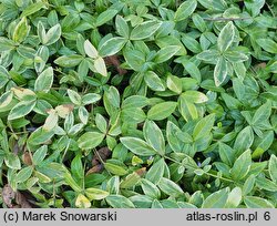 Vinca minor Aureomarginata