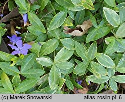 Vinca minor Aureomarginata