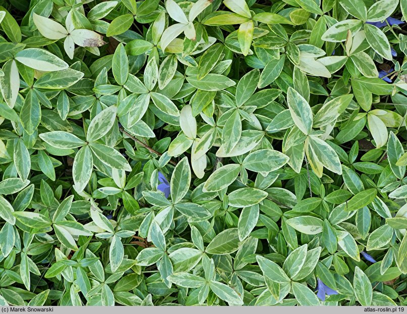 Vinca minor Aureomarginata