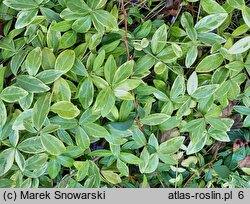 Vinca minor Aureomarginata