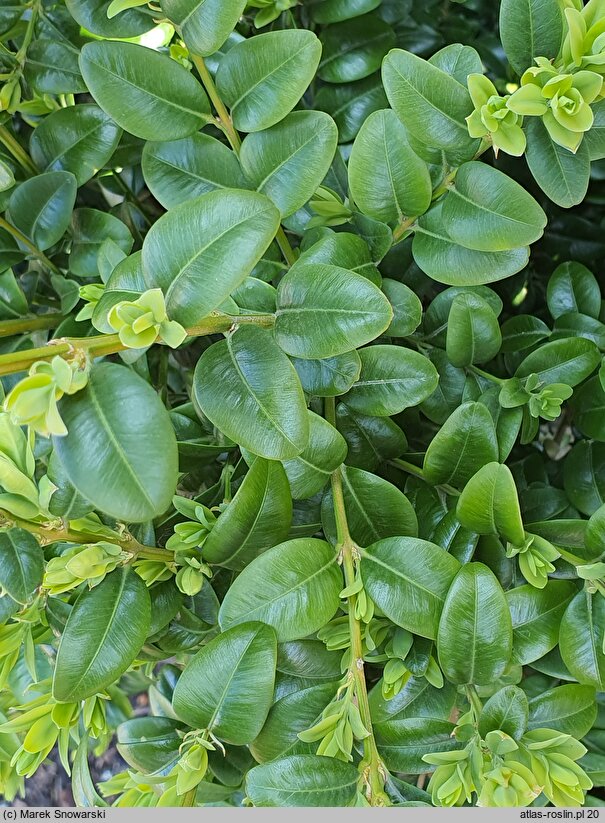 Buxus sempervirens Latifolia