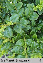 Buxus sempervirens Latifolia