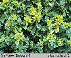 Buxus sempervirens Latifolia Maculata