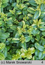 Buxus sempervirens Latifolia Maculata